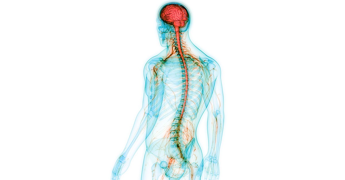 How trauma affects the nervous system and effective healing strategies